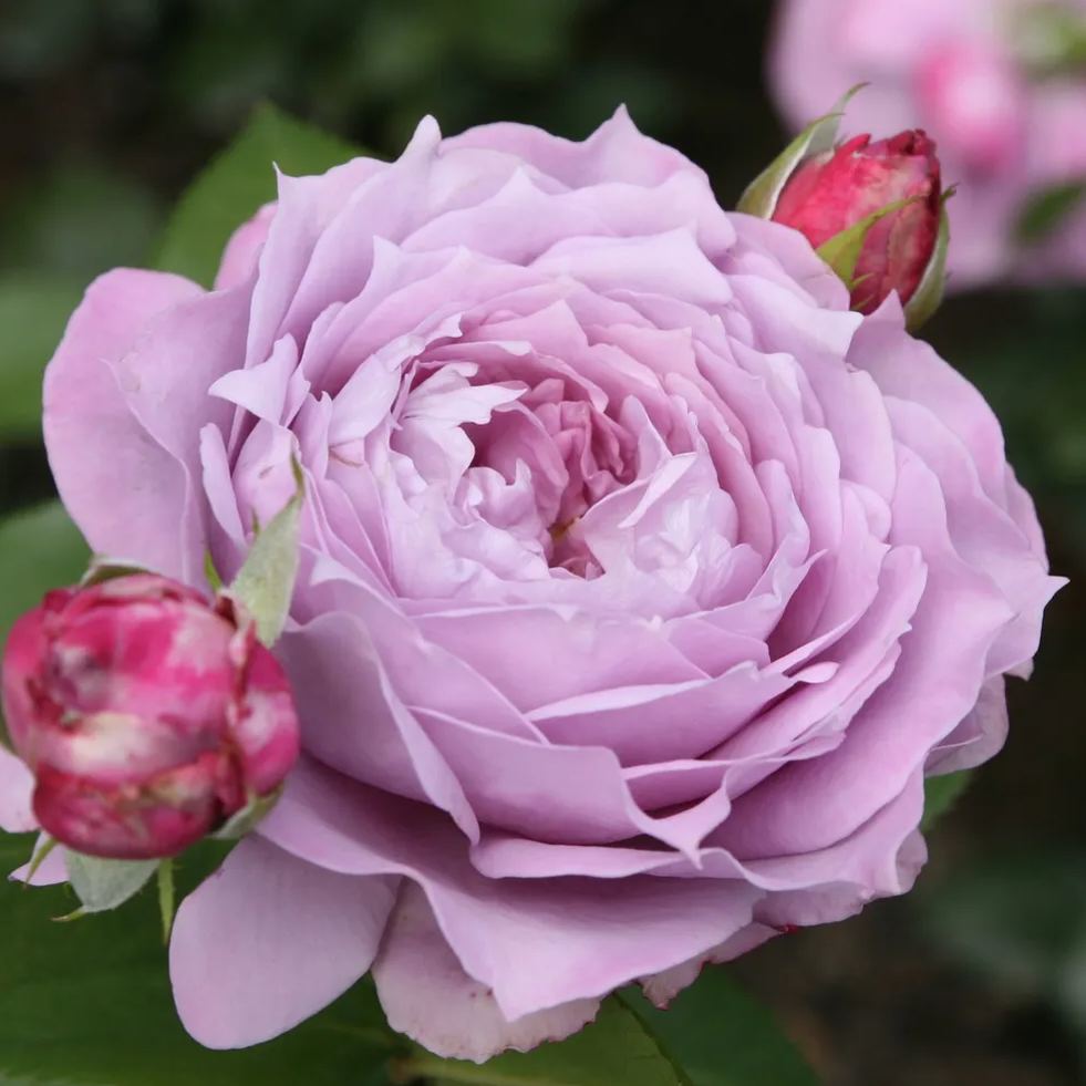 🌹The Best of the Blue-Purple Roses💙💜Novalis Rose Seeds