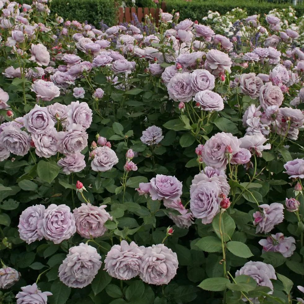 🌹The Best of the Blue-Purple Roses💙💜Novalis Rose Seeds