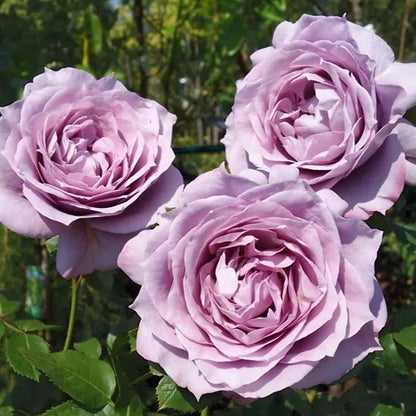 🌹The Best of the Blue-Purple Roses💙💜Novalis Rose Seeds