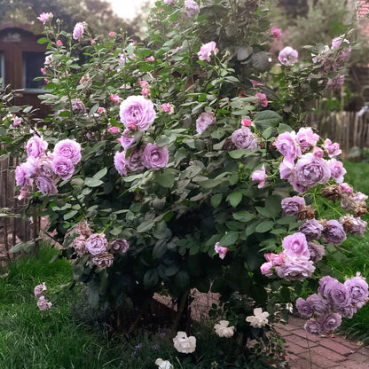 🌹The Best of the Blue-Purple Roses💙💜Novalis Rose Seeds