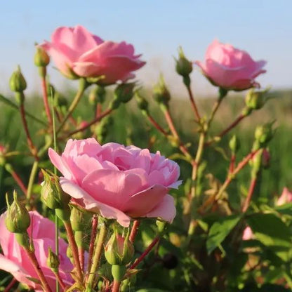 Pink Haze Goddess Rose Seeds🩷