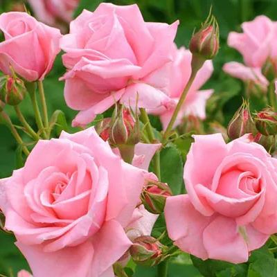 Pink Haze Goddess Rose Seeds🩷