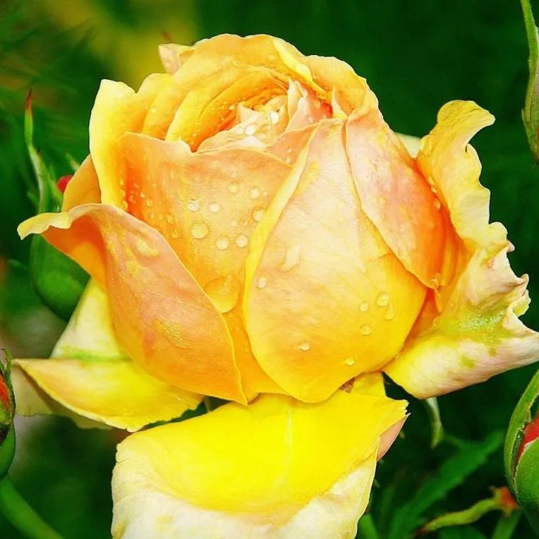 Golden Crown roseFlower Seeds👑