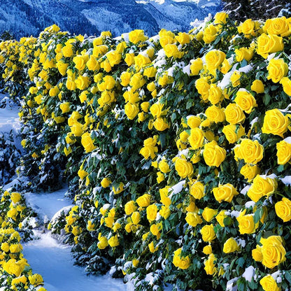 Golden Crown roseFlower Seeds👑