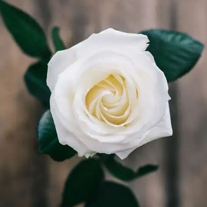 Pure White Rose Seeds