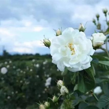 Pure White Rose Seeds