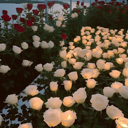 Pure White Rose Seeds