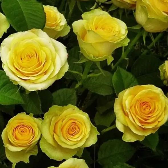 Golden Crown roseFlower Seeds👑