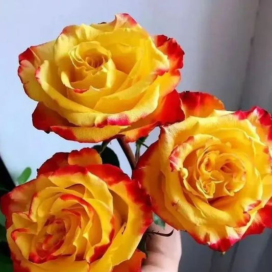 🔥Flame Rose Seeds