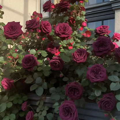 🖤Black Buck Climbing Rose Seeds