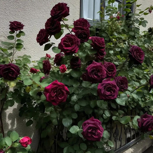 🖤Black Buck Climbing Rose Seeds