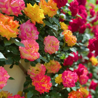 ✨Sunset Climbing Rose Seeds