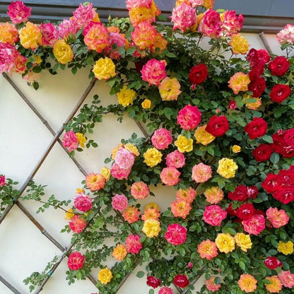 ✨Sunset Climbing Rose Seeds