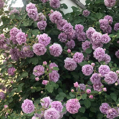 💜Purple Rainy Climbing Rose Seeds