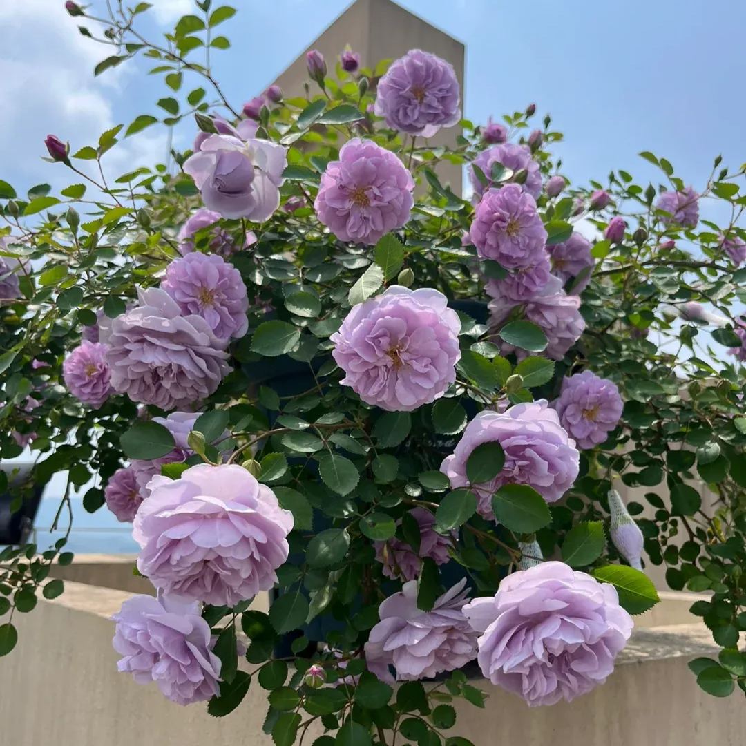 💜Purple Rainy Climbing Rose Seeds