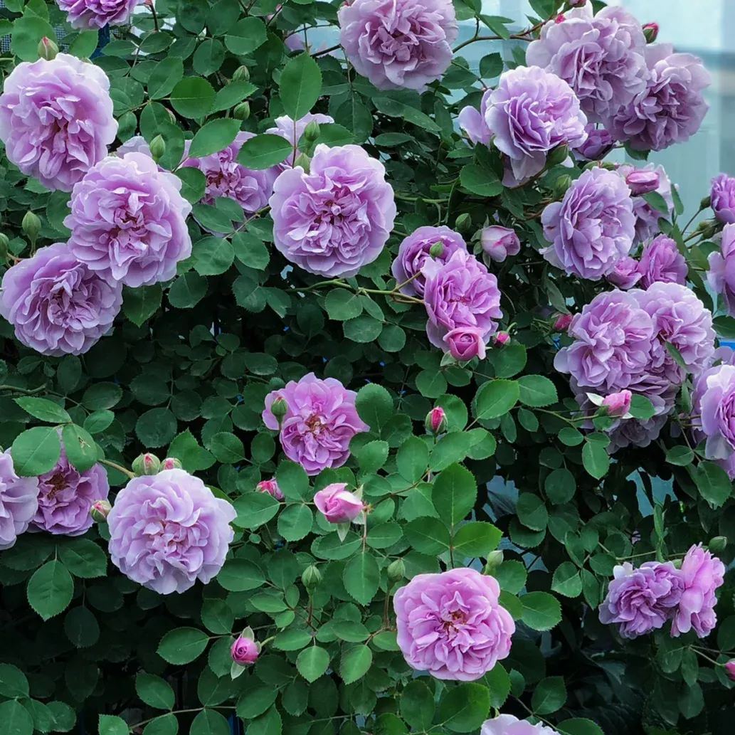 💜Purple Rainy Climbing Rose Seeds