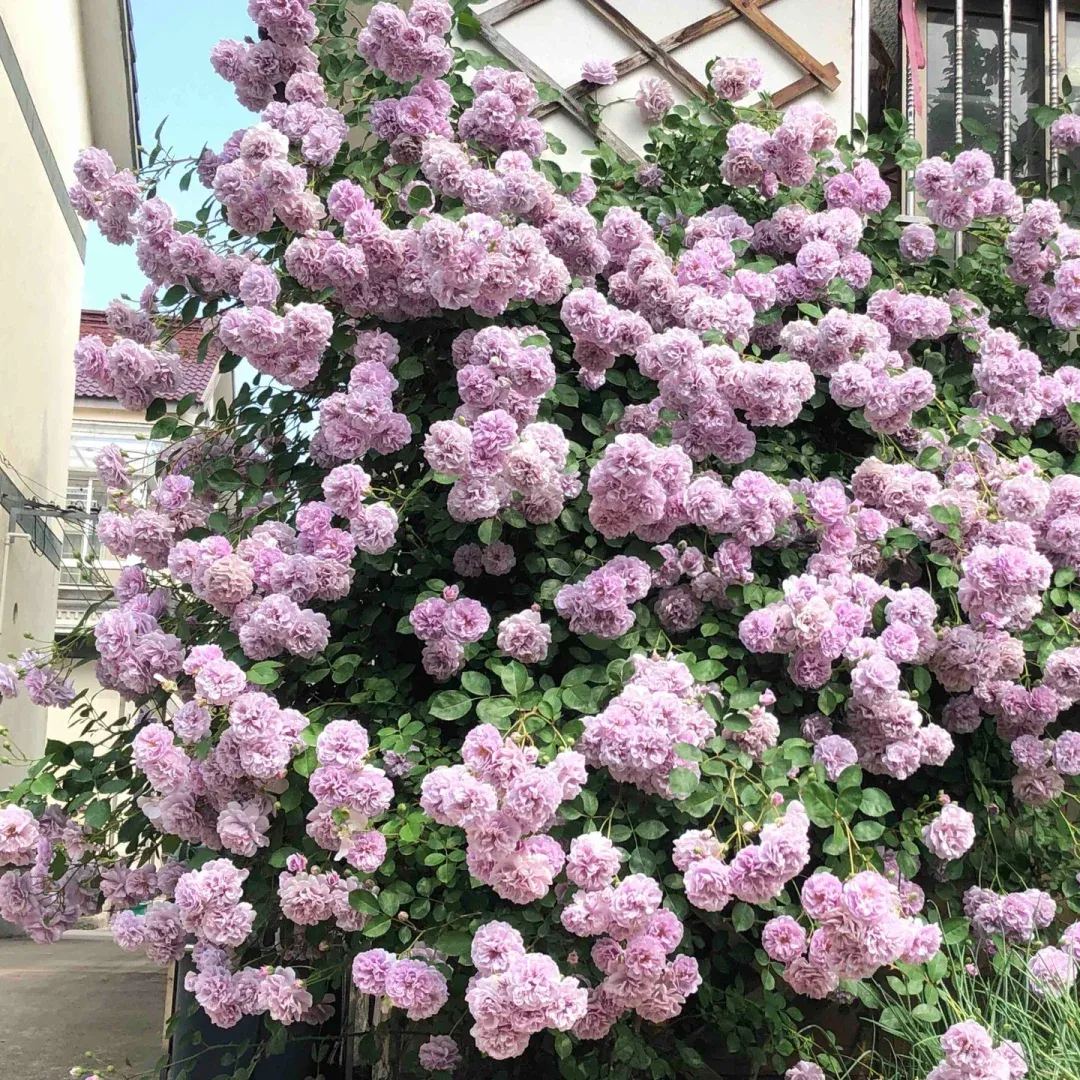 💜Purple Rainy Climbing Rose Seeds