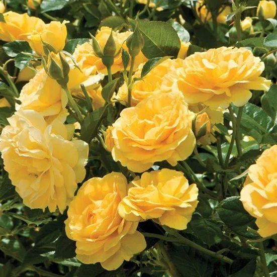 Golden Climbing Rose Seeds ✨