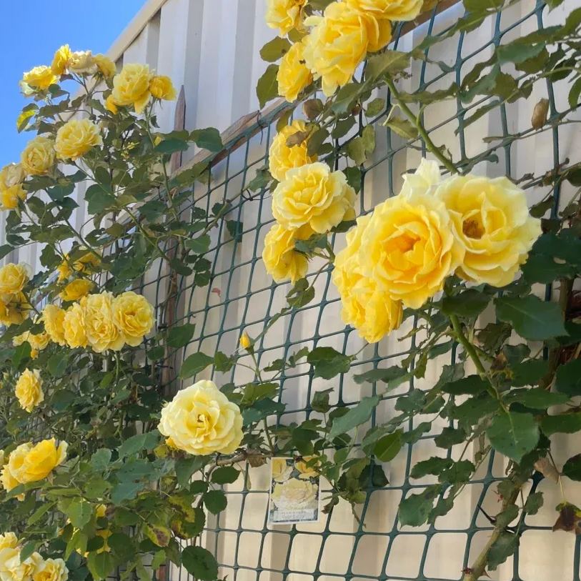 Golden Climbing Rose Seeds ✨