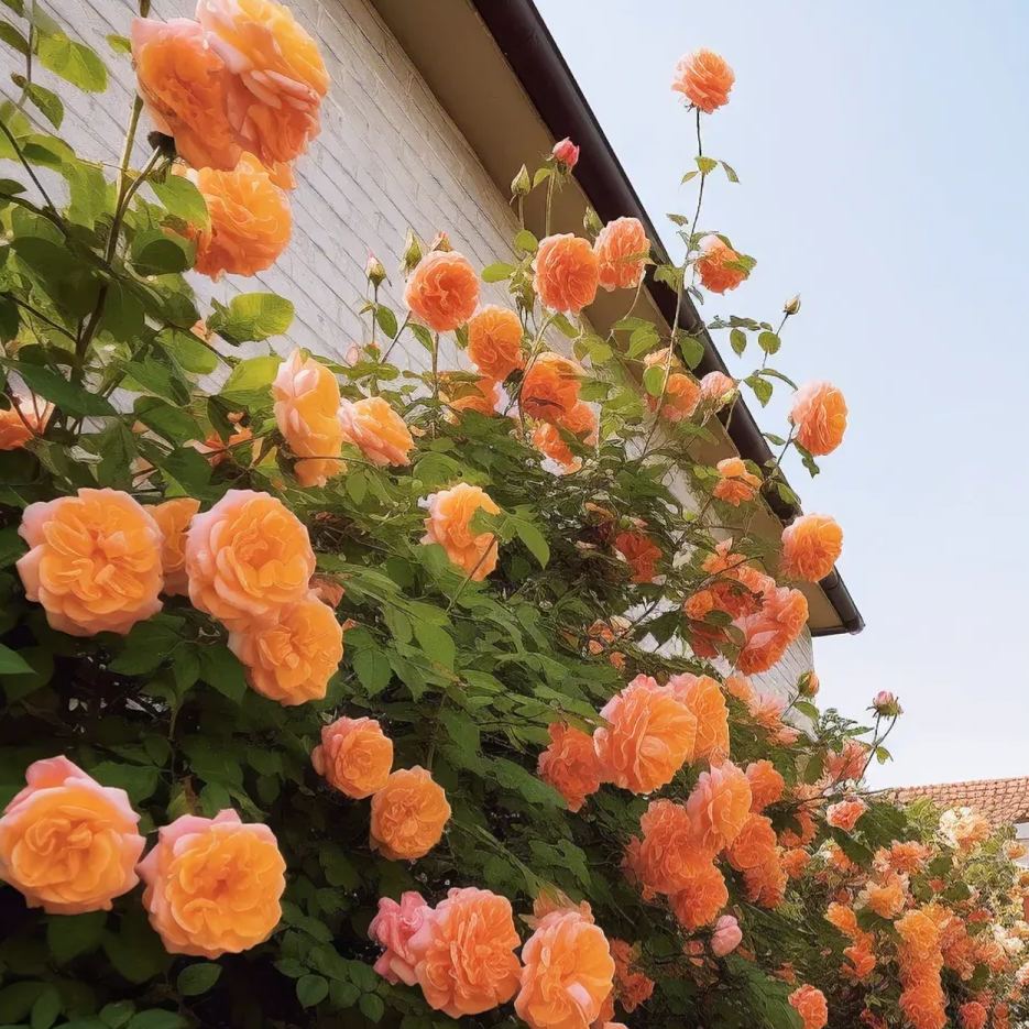 ☀️Orange Sunlight Climbing Rose Seeds