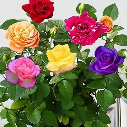 🔥56% OFF🌈Rainbow multi-color roses seeds🌹