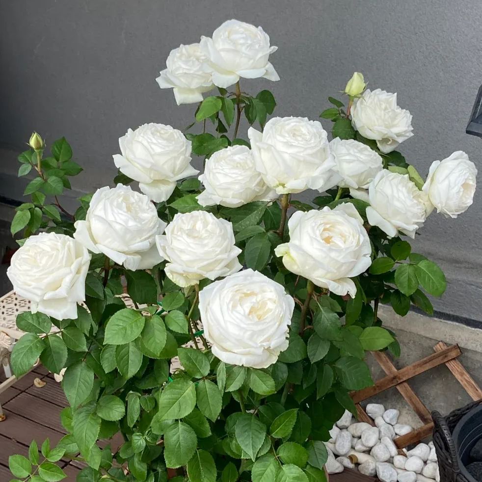 ✨Proud white rose seed-- Purity Love