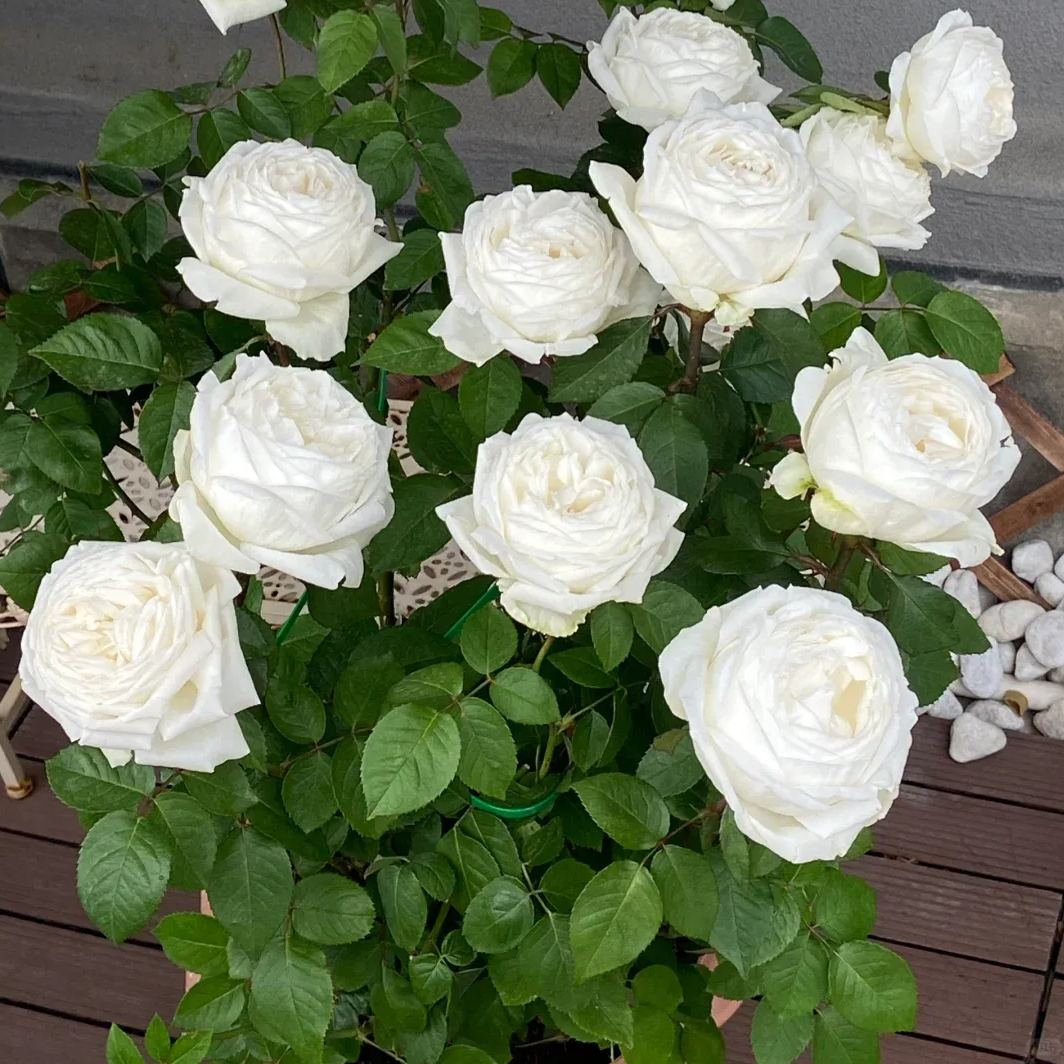 ✨Proud white rose seed-- Purity Love