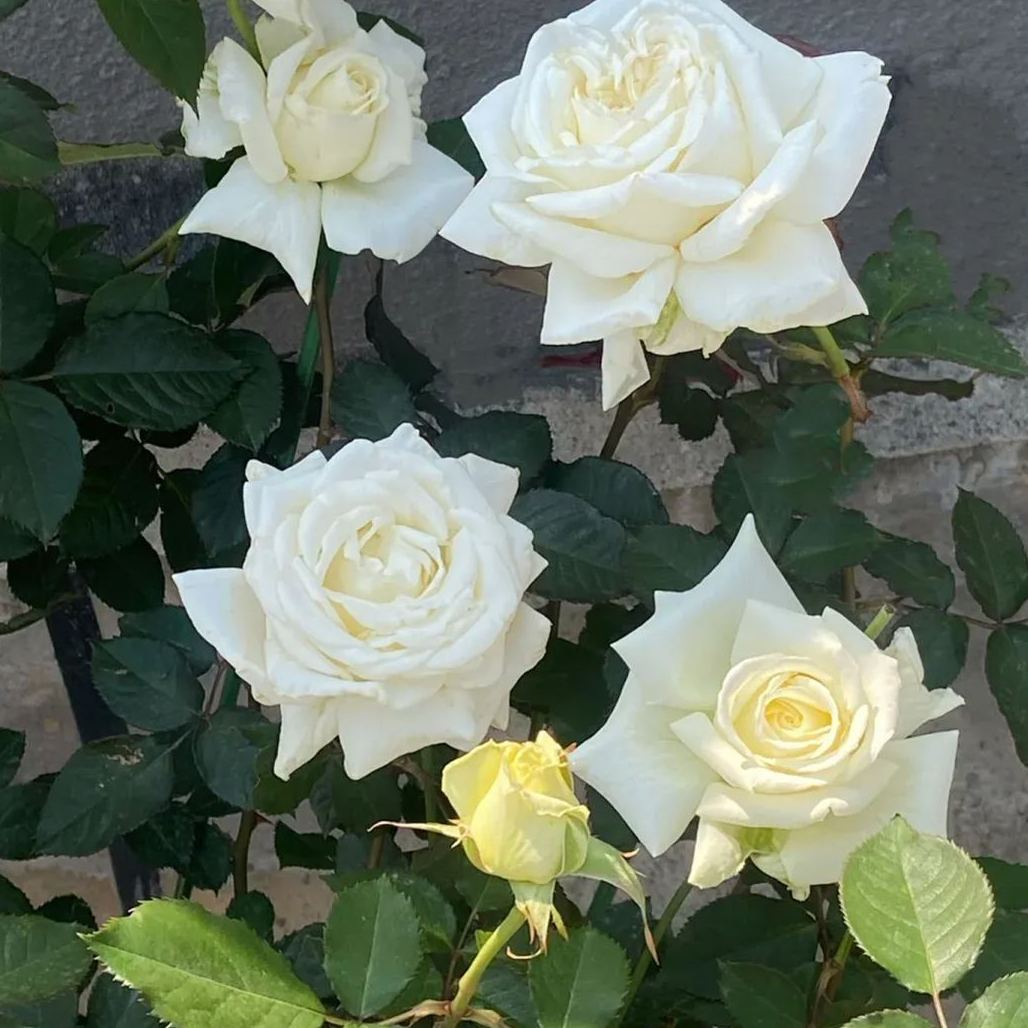 ✨Proud white rose seed-- Purity Love