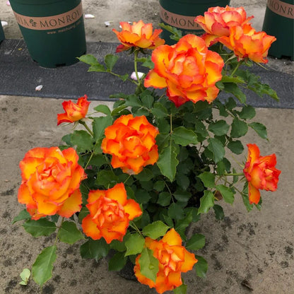 🎉56% OFF🔥Gradient Flame Rose Seeds