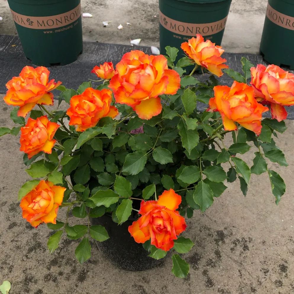 🎉56% OFF🔥Gradient Flame Rose Seeds