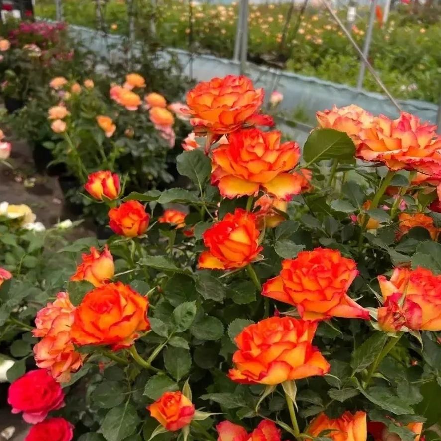 🎉56% OFF🔥Gradient Flame Rose Seeds