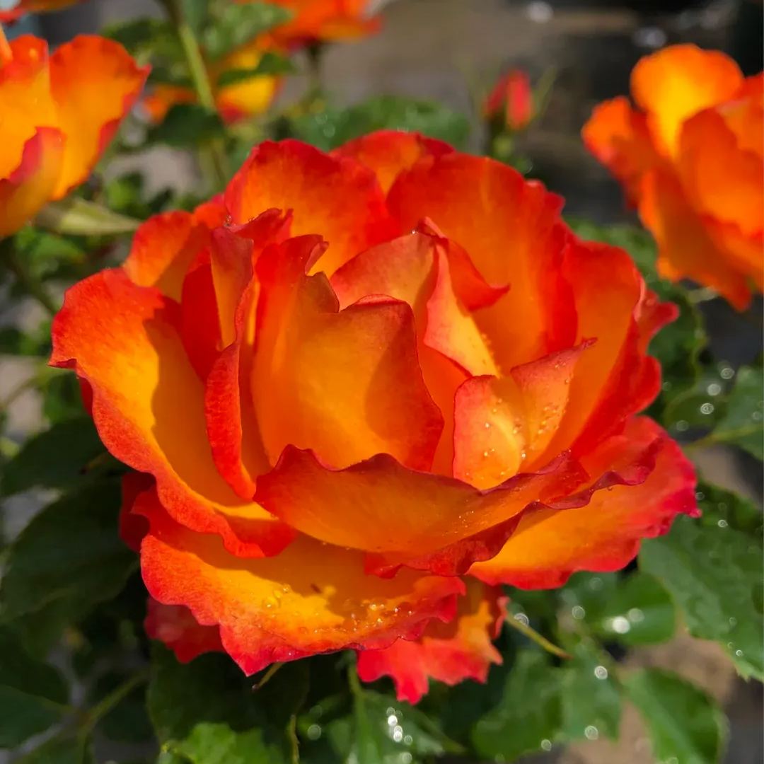 🎉56% OFF🔥Gradient Flame Rose Seeds