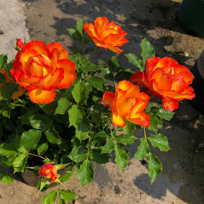 🎉56% OFF🔥Gradient Flame Rose Seeds