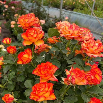 🎉56% OFF🔥Gradient Flame Rose Seeds