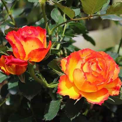 🎉56% OFF🔥Gradient Flame Rose Seeds