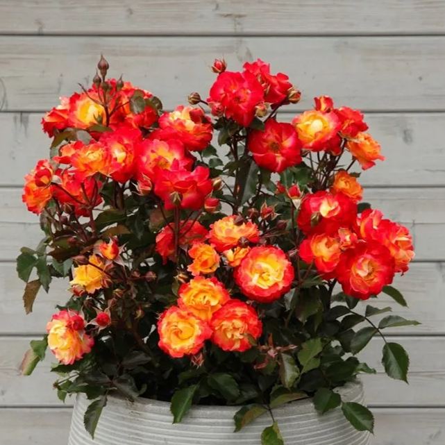 🎉56% OFF🔥Gradient Flame Rose Seeds