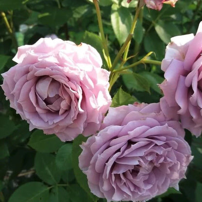 🌹The Best of the Blue-Purple Roses💙💜Novalis Rose Seeds