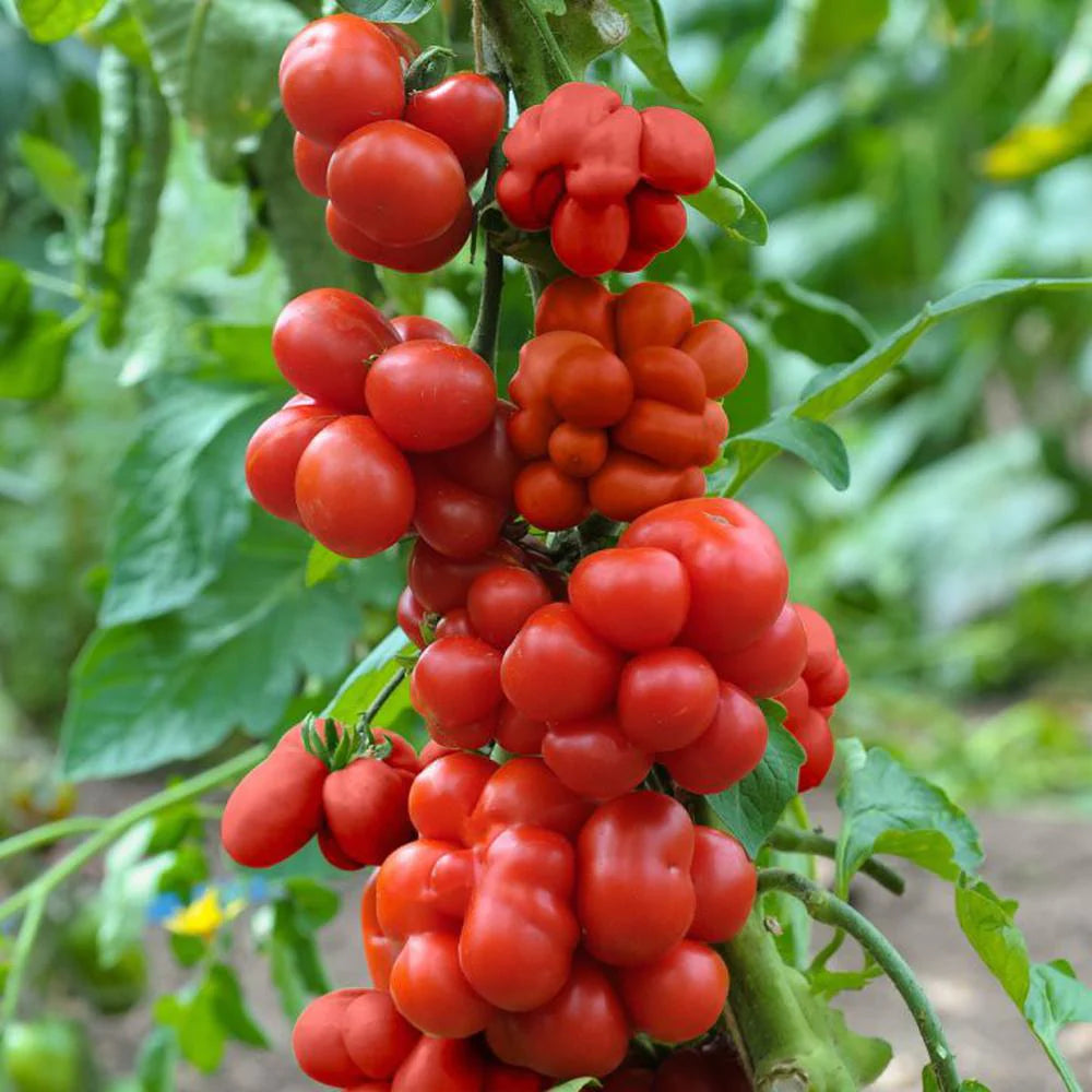 🔥🍅Tomato Reisetomate Seeds