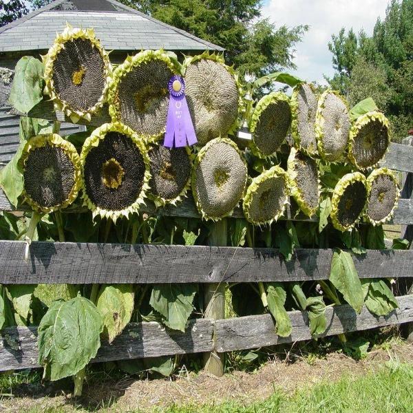 💥50% OFF🌻Mongolian Giant Sunflower Seeds