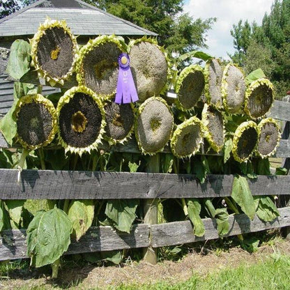 💥50% OFF🌻Mongolian Giant Sunflower Seeds