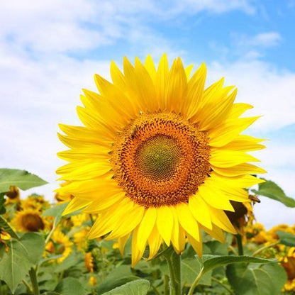 50 Seeds Sweet sunflower seeds