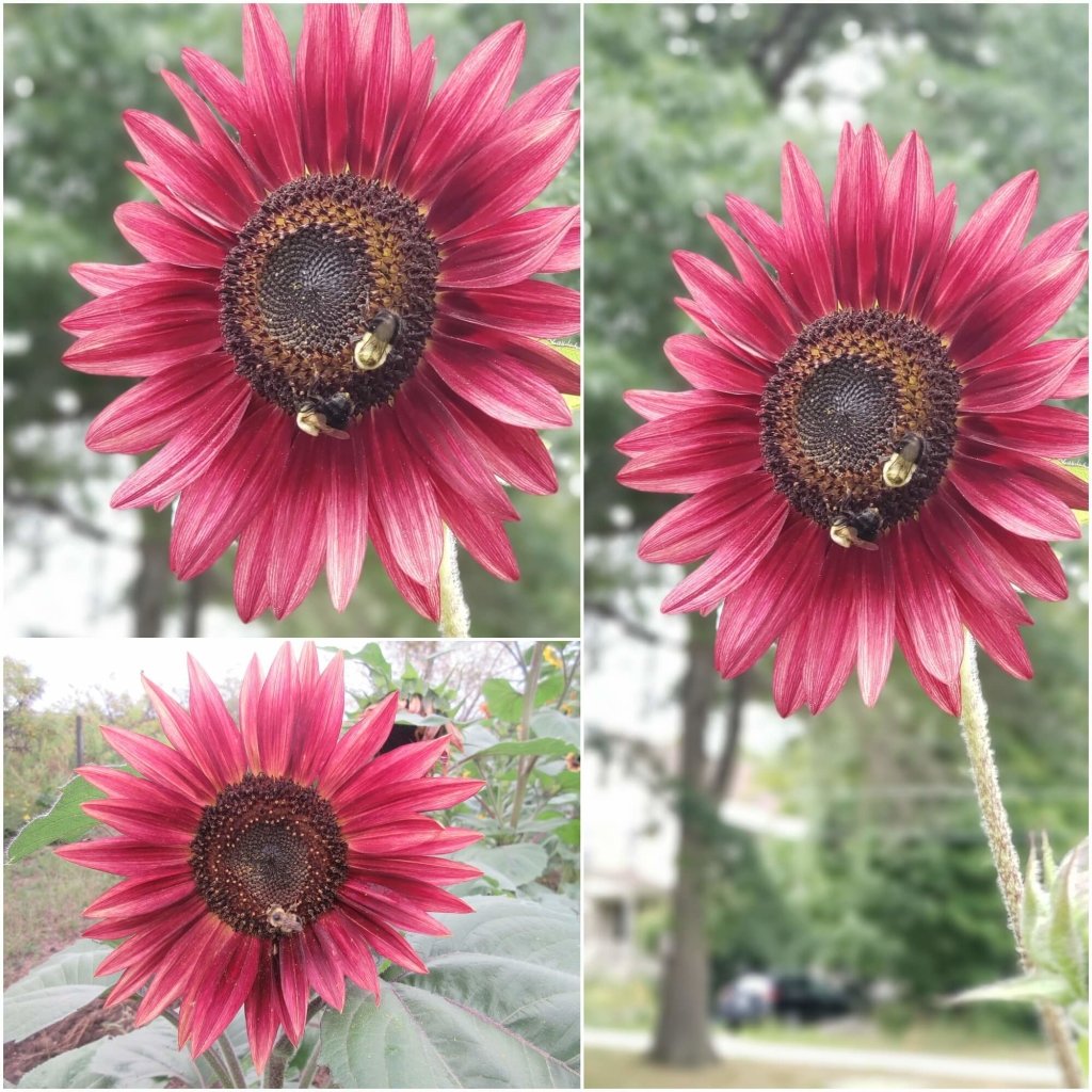 Sunflower - Crimson Peach Sunflower seeds