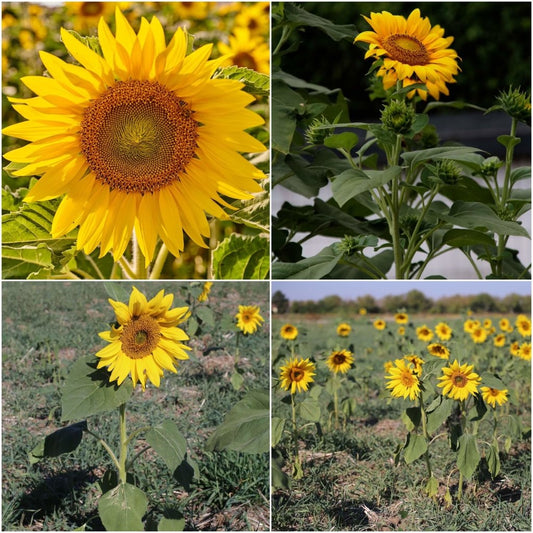 Sunflower - Dwarf Sunsation seeds