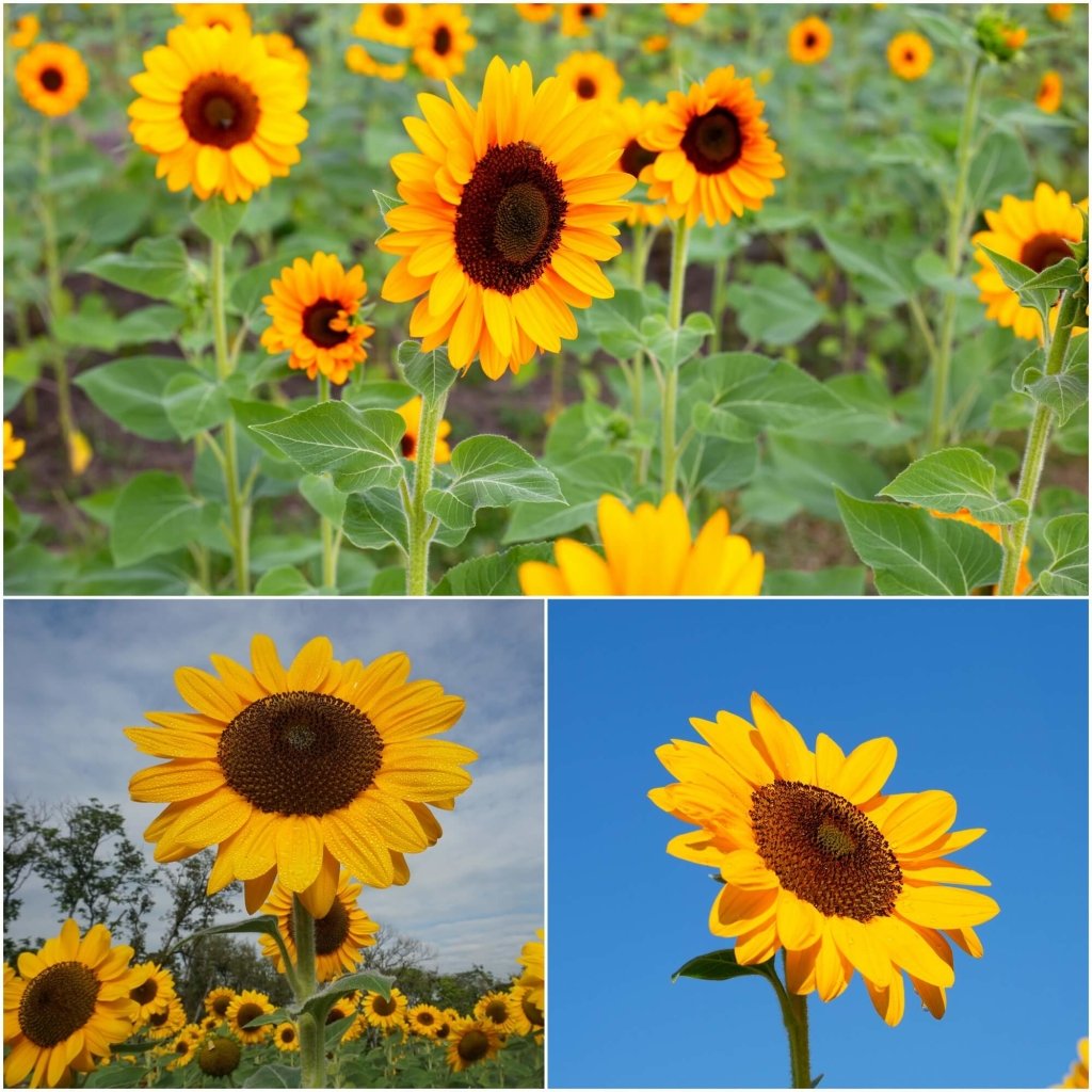 Sunflower - Happy Face Yellow seeds