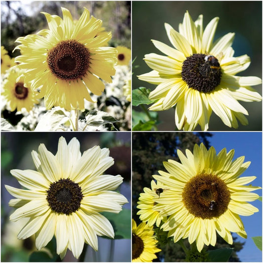 Sunflower - Lemon Bling seeds