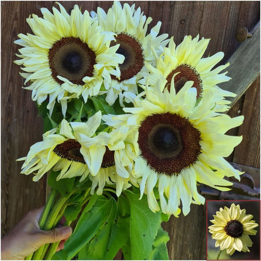 Sunflower - Lemon Rush seeds