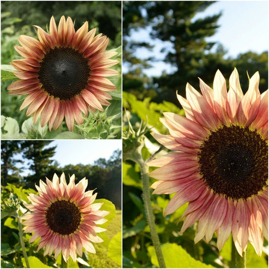 Sunflower - Lilac seeds