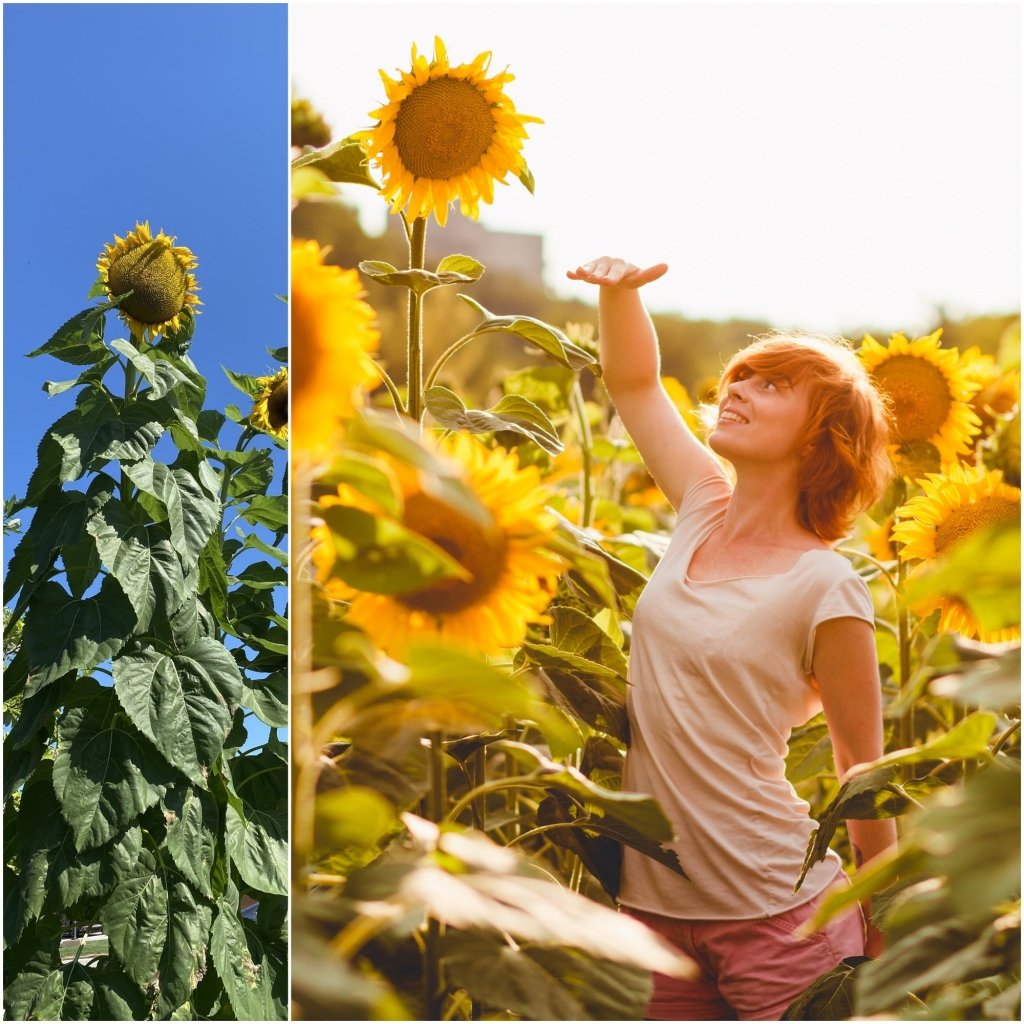 Sunflower - Mammoth seeds