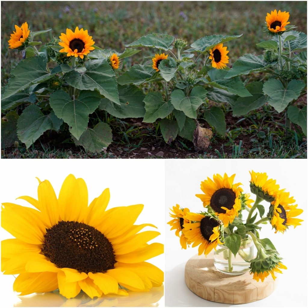 Sunflower - Matilda seeds