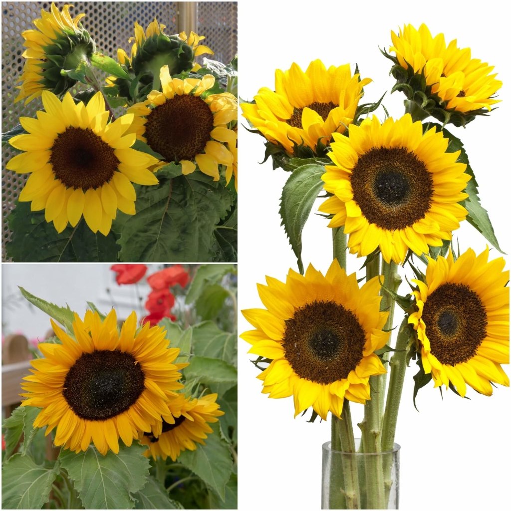 Sunflower - Meridian Gold seeds